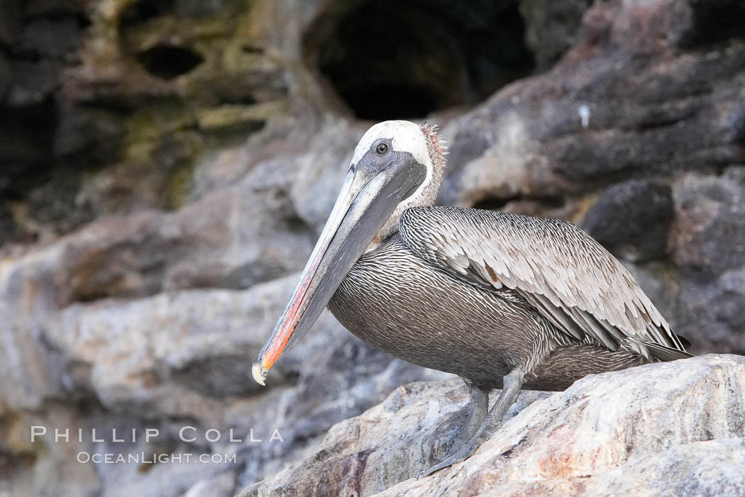 Brown pelican. North Seymour Island, Galapagos Islands, Ecuador, Pelecanus occidentalis, natural history stock photograph, photo id 16541