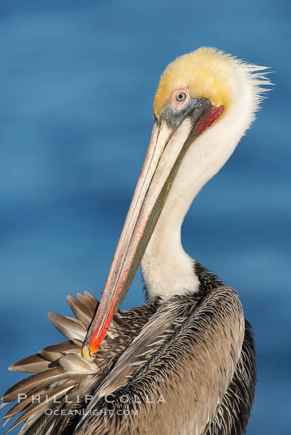 A brown pelican preening, reaching with its beak to the uropygial gland (preen gland) near the base of its tail. Preen oil from the uropygial gland is spread by the pelican's beak and back of its head to all other feathers on the pelican, helping to keep them water resistant and dry. Adult winter non-breeding plumage showing white hindneck and red gular throat pouch, Pelecanus occidentalis, Pelecanus occidentalis californicus, La Jolla, California