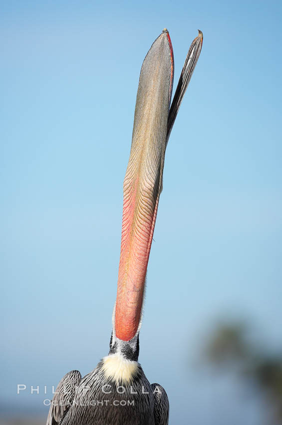 Brown pelican head throw.  During a bill throw, the pelican arches its neck back, lifting its large bill upward and stretching its throat pouch. La Jolla, California, USA, Pelecanus occidentalis, Pelecanus occidentalis californicus, natural history stock photograph, photo id 18253