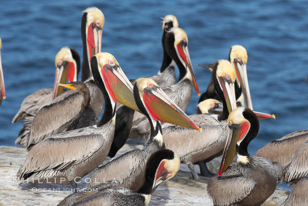 Brown pelicans rest and preen on seacliffs above the ocean. In winter months, breeding adults assume a dramatic plumage with brown neck, yellow and white head and bright red-orange gular throat pouch, Pelecanus occidentalis, Pelecanus occidentalis californicus, La Jolla, California
