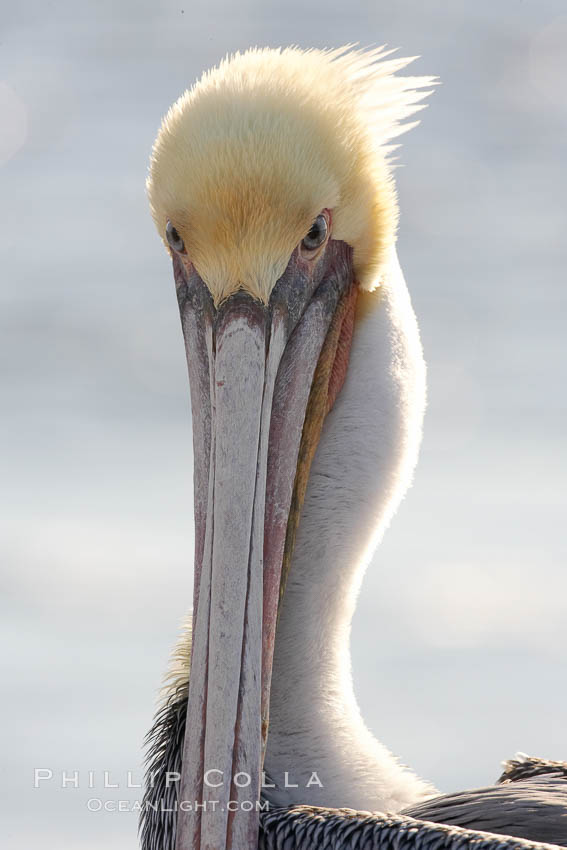 Brown pelican, plumage transitioning into breeding colors. Bolsa Chica State Ecological Reserve, Huntington Beach, California, USA, Pelecanus occidentalis, Pelecanus occidentalis californicus, natural history stock photograph, photo id 19909