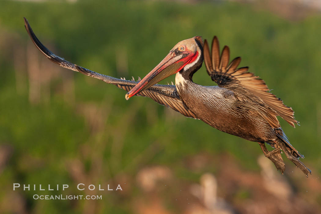 California pelican in flight, soaring over the ocean.  The wingspan of this large ocean-going seabird can reach 7' from wing tip to wing tip. La Jolla, USA, Pelecanus occidentalis, Pelecanus occidentalis californicus, natural history stock photograph, photo id 23657