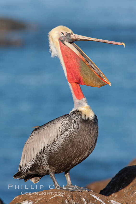 California brown pelican, throwing head back to stretch its throat. La Jolla, USA, Pelecanus occidentalis, Pelecanus occidentalis californicus, natural history stock photograph, photo id 26285