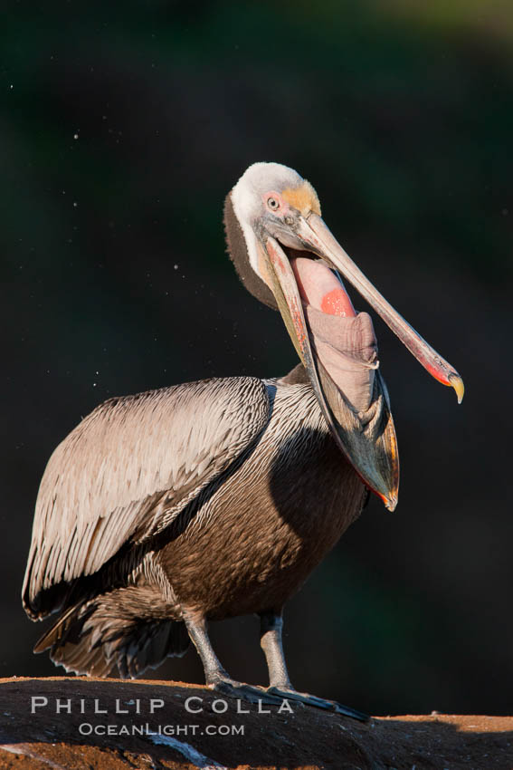 California brown pelican glottis exposure. La Jolla, USA, Pelecanus occidentalis, Pelecanus occidentalis californicus, natural history stock photograph, photo id 26289