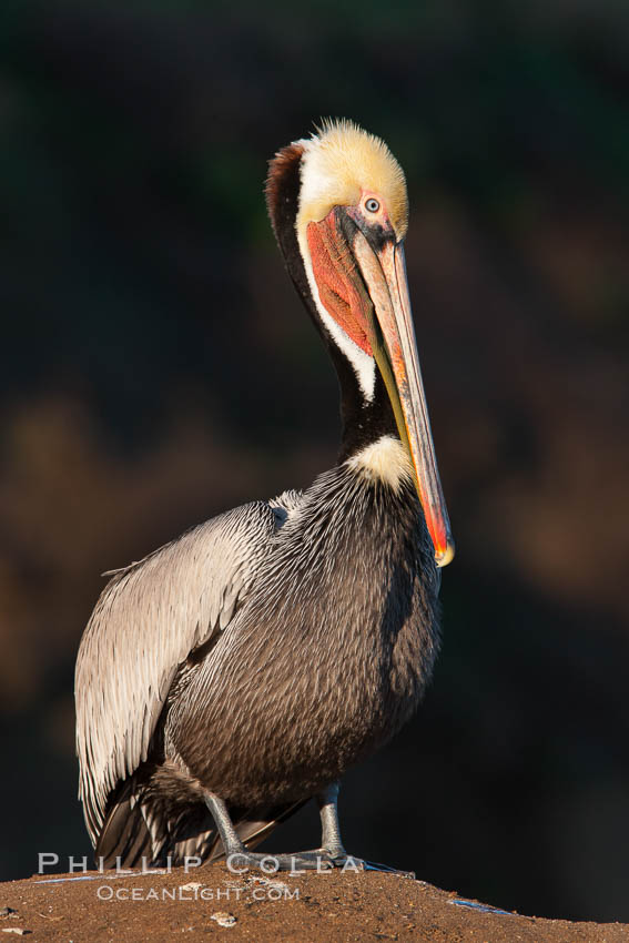 California brown pelican. La Jolla, USA, Pelecanus occidentalis, Pelecanus occidentalis californicus, natural history stock photograph, photo id 26297