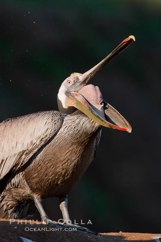 California brown pelican. La Jolla, USA, Pelecanus occidentalis, Pelecanus occidentalis californicus, natural history stock photograph, photo id 26301