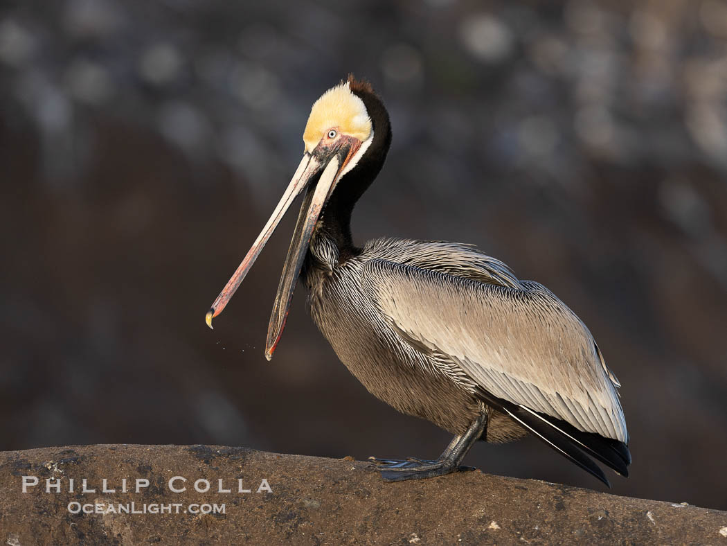 Brown Pelican Portrait Clapping Its Jaws, dark brown hind neck brown signifying breeding status., Pelecanus occidentalis, Pelecanus occidentalis californicus, natural history stock photograph, photo id 38920