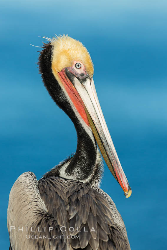 Brown pelican portrait, displaying winter plumage with distinctive yellow head feathers and red gular throat pouch., Pelecanus occidentalis, Pelecanus occidentalis californicus, natural history stock photograph, photo id 30294