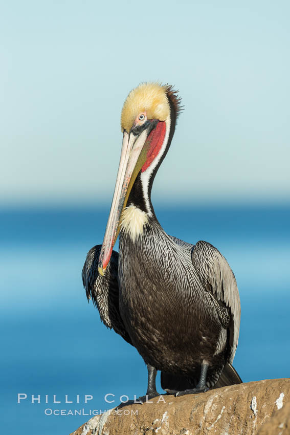 Brown pelican portrait, displaying winter plumage with distinctive yellow head feathers and red gular throat pouch. La Jolla, California, USA, Pelecanus occidentalis, Pelecanus occidentalis californicus, natural history stock photograph, photo id 30299