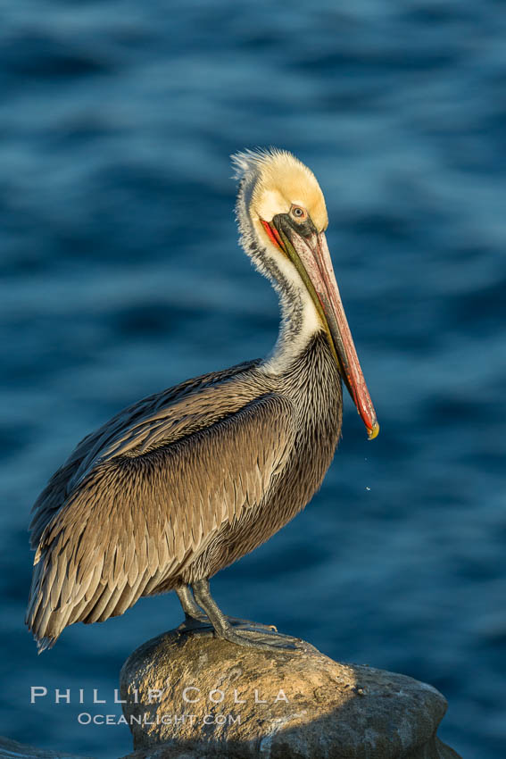 Brown pelican portrait, displaying winter plumage with distinctive yellow head feathers and red gular throat pouch. La Jolla, California, USA, Pelecanus occidentalis, Pelecanus occidentalis californicus, natural history stock photograph, photo id 30253