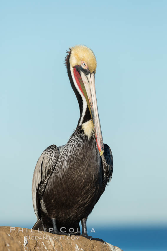 Brown pelican portrait, displaying winter plumage with distinctive yellow head feathers and red gular throat pouch. La Jolla, California, USA, Pelecanus occidentalis, Pelecanus occidentalis californicus, natural history stock photograph, photo id 30301