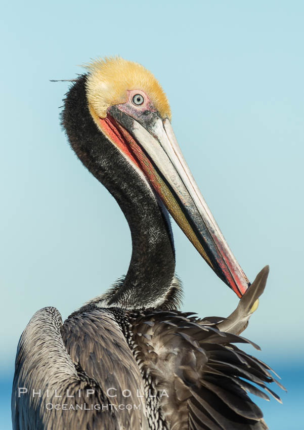 Brown pelican preening, cleaning its feathers after foraging on the ocean, with distinctive winter breeding plumage with distinctive dark brown nape, yellow head feathers and red gular throat pouch. La Jolla, California, USA, Pelecanus occidentalis, Pelecanus occidentalis californicus, natural history stock photograph, photo id 30298