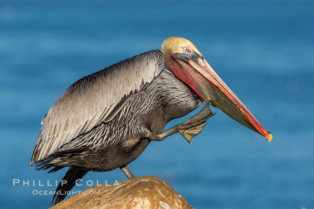 Brown pelican portrait, displaying winter plumage with distinctive yellow head feathers and red gular throat pouch. La Jolla, California, USA, Pelecanus occidentalis, Pelecanus occidentalis californicus, natural history stock photograph, photo id 28329
