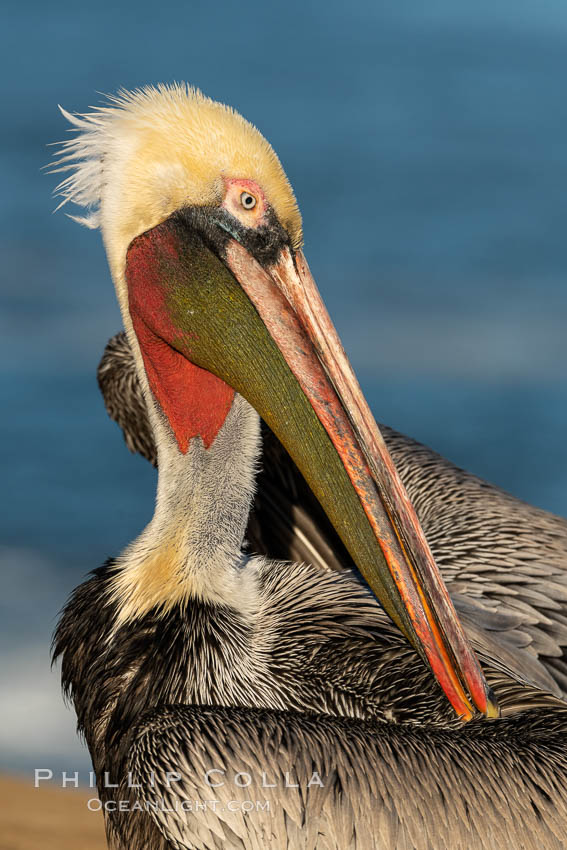 Brown pelican preening, cleaning its feathers after foraging on the ocean, with distinctive winter breeding plumage with distinctive dark brown nape, yellow head feathers and red gular throat pouch. La Jolla, California, USA, Pelecanus occidentalis, Pelecanus occidentalis californicus, natural history stock photograph, photo id 36701