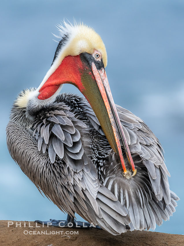 A brown pelican preening, reaching with its beak to the uropygial gland (preen gland) near the base of its tail. Preen oil from the uropygial gland is spread by the pelican's beak and back of its head to all other feathers on the pelican, helping to keep them water resistant and dry. Adult winter breeding plumage. La Jolla, California, USA, Pelecanus occidentalis, Pelecanus occidentalis californicus, natural history stock photograph, photo id 40020