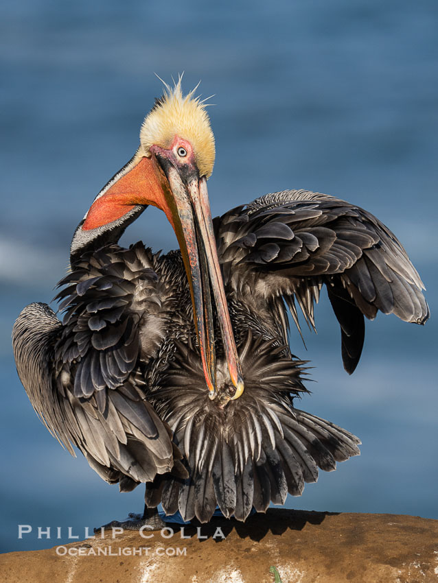 A brown pelican preening, reaching with its beak to the uropygial gland (preen gland) near the base of its tail. Preen oil from the uropygial gland is spread by the pelican's beak and back of its head to all other feathers on the pelican, helping to keep them water resistant and dry. Adult winter breeding plumage, Pelecanus occidentalis, Pelecanus occidentalis californicus, La Jolla, California