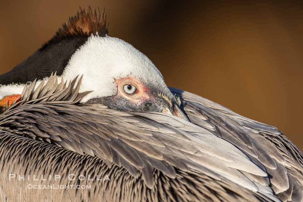 Brown pelican, resting, displaying classic winter adult breeding plumage, golden sea cliffs in the background., Pelecanus occidentalis, Pelecanus occidentalis californicus, natural history stock photograph, photo id 38969