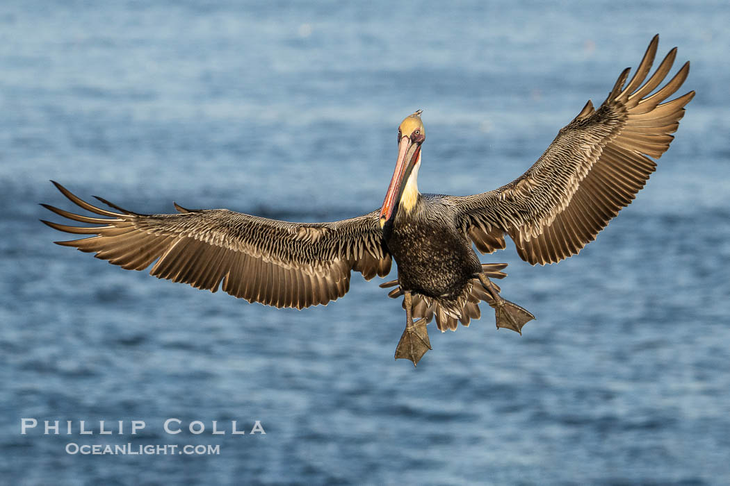 Brown Pelican Spreads Wings to Land on Sea Cliffs over the Pacific Ocean. La Jolla, California, USA, Pelecanus occidentalis, Pelecanus occidentalis californicus, natural history stock photograph, photo id 39813
