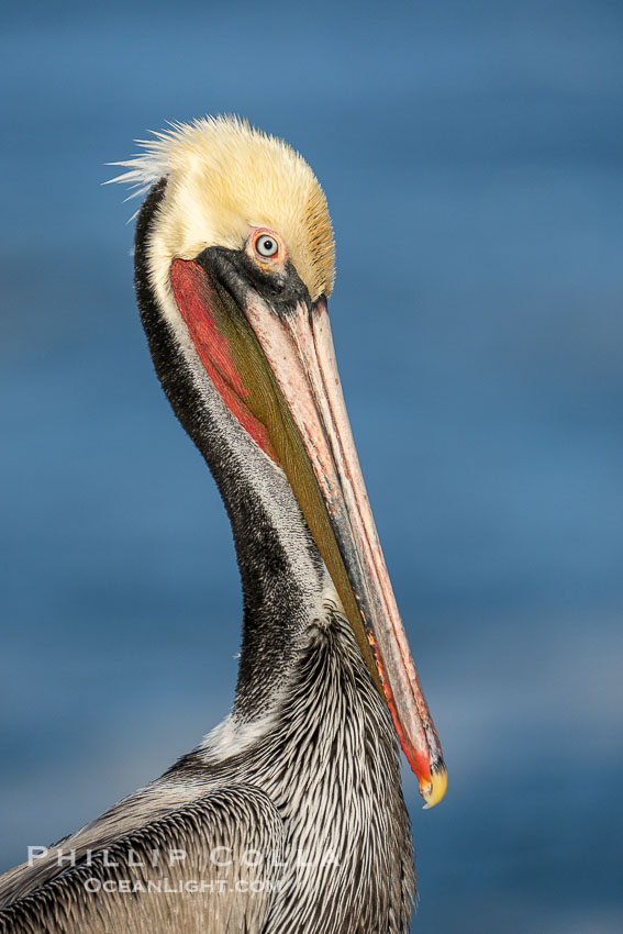 Brown Pelican Transitioning to Winter Breeding Plumage, note the hind neck feathers (brown) are just filling in, the bright yellow head and red throat., Pelecanus occidentalis californicus, Pelecanus occidentalis, natural history stock photograph, photo id 39892