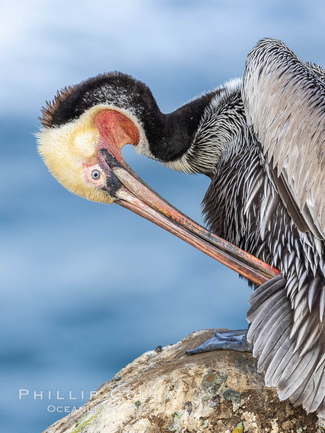 A brown pelican preening, reaching with its beak to the uropygial gland (preen gland) near the base of its tail. Preen oil from the uropygial gland is spread by the pelican's beak and back of its head to all other feathers on the pelican, helping to keep them water resistant and dry. La Jolla, California, USA, Pelecanus occidentalis, Pelecanus occidentalis californicus, natural history stock photograph, photo id 37656