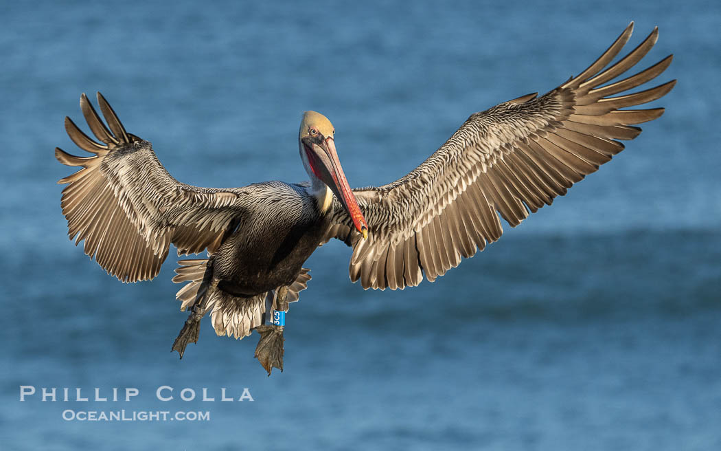 Brown Pelican with Identification Tags on Legs, blue on left leg and metal alloy on right leg. These tags aid scientists in understanding how the birds travel and recover if they have been rehabilitated., Pelecanus occidentalis californicus, Pelecanus occidentalis, natural history stock photograph, photo id 39885