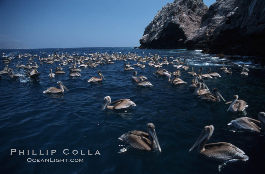 Brown pelicans feeding on krill. Coronado Islands (Islas Coronado), Baja California, Mexico, Pelecanus occidentalis, natural history stock photograph, photo id 05726