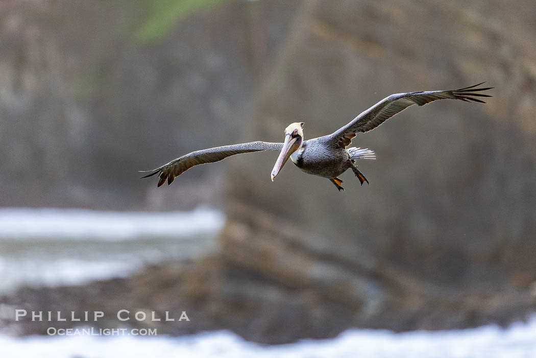 Brown Pelicans Flying Along Sheer Ocean Cliffs, rare westerly winds associated with a storm allow pelicans to glide along La Jolla's cliffs as they approach shelves and outcroppings on which to land. Backlit by rising sun during stormy conditions., Pelecanus occidentalis, Pelecanus occidentalis californicus, natural history stock photograph, photo id 38877