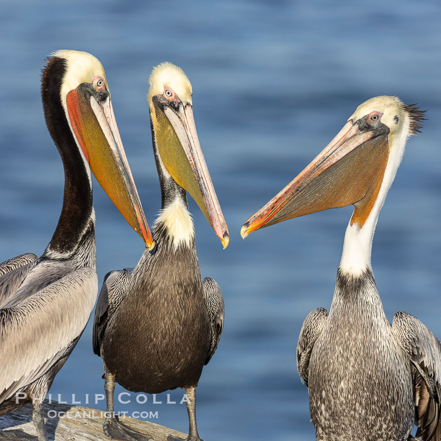 Three brown pelicans gossiping, meeting on cliffs over the sea to discuss the days fishing news., Pelecanus occidentalis, natural history stock photograph, photo id 38697