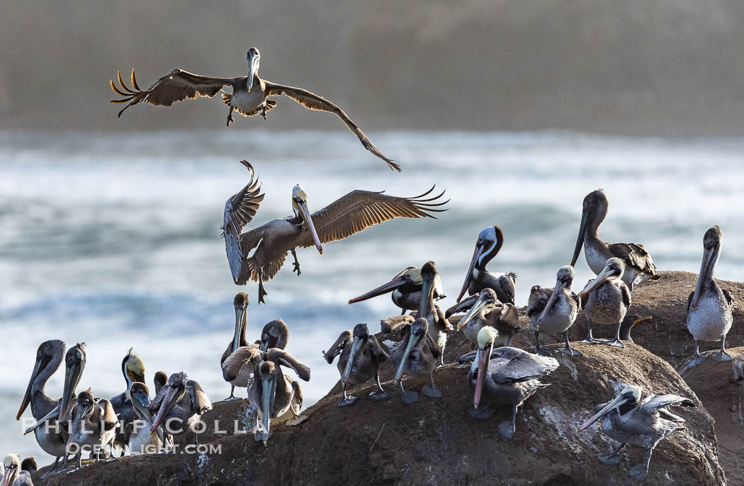 Brown Pelicans Landing on Goldfish Point in La Jolla. Pelicans parachute into the rock on gusty winds, looking for a place to land on the crowded rocky outcropping. Backlit by rising sun during stormy conditions. California, USA, Pelecanus occidentalis, Pelecanus occidentalis californicus, natural history stock photograph, photo id 38876