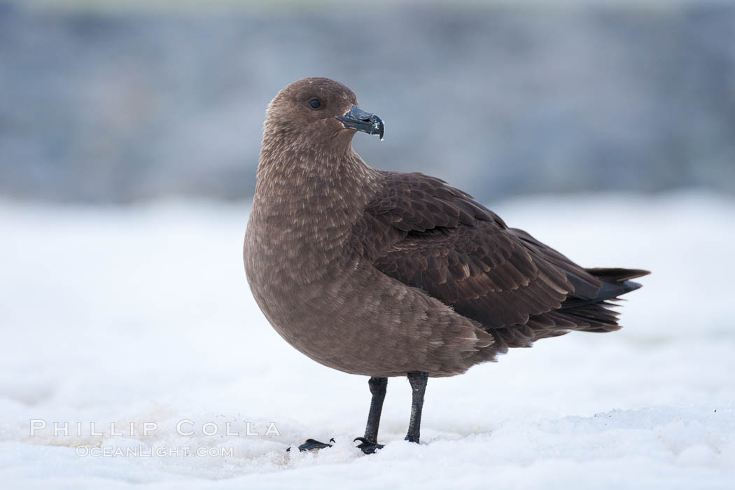 Brown skua in Antarctica. Cuverville Island, Antarctic Peninsula, Catharacta antarctica, Stercorarius antarctica, natural history stock photograph, photo id 25504