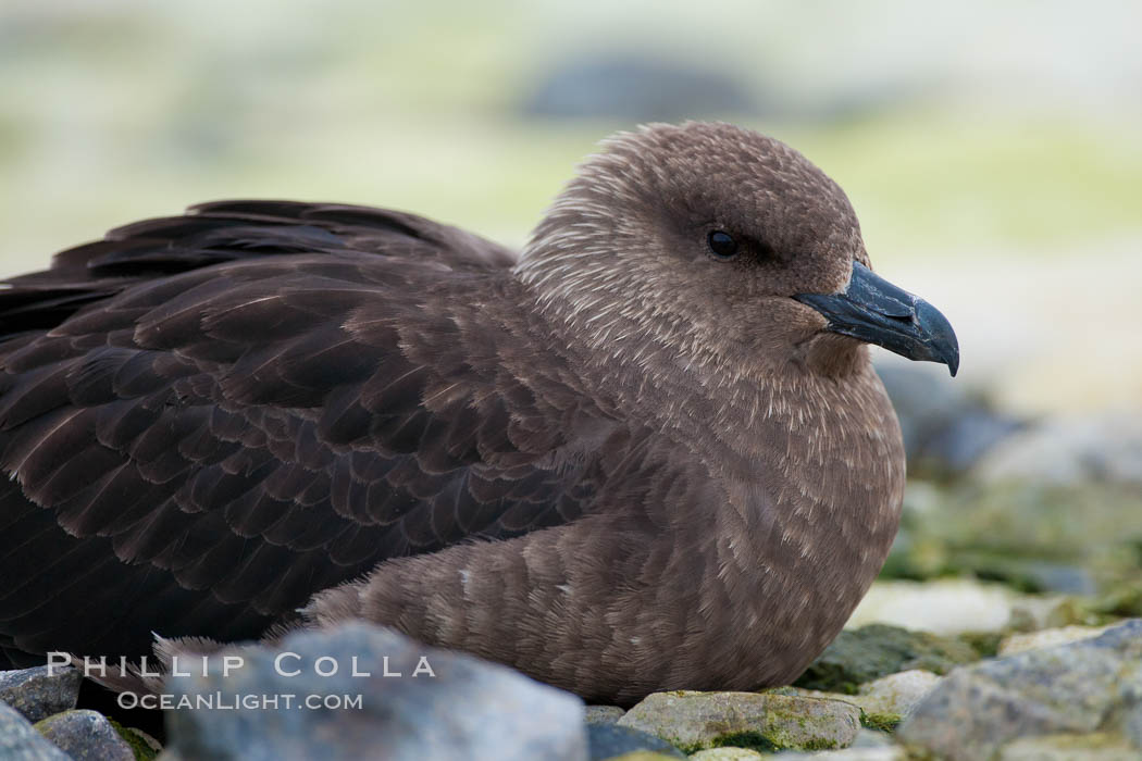 Brown skua in Antarctica. Cuverville Island, Antarctic Peninsula, Catharacta antarctica, Stercorarius antarctica, natural history stock photograph, photo id 25495