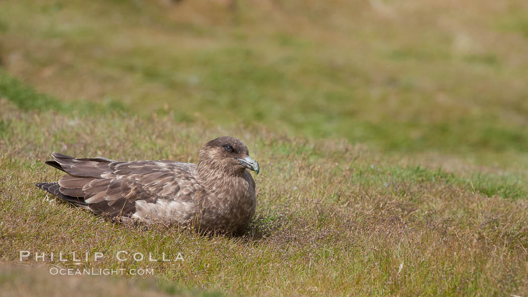Brown skua sitting on grass. New Island, Falkland Islands, United Kingdom, Stercorarius antarctica, natural history stock photograph, photo id 23796