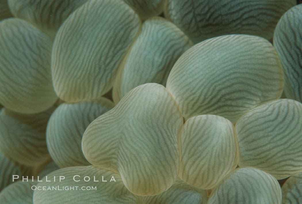 Bubble coral, Northern Red Sea. Egyptian Red Sea, Plerogyra sinuosa, natural history stock photograph, photo id 05295