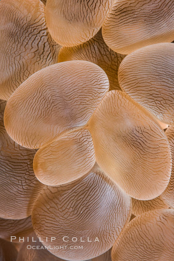 Bubble coral polyp detail, Plerogyra sinuosa, Fiji., Plerogyra sinuosa, natural history stock photograph, photo id 34745