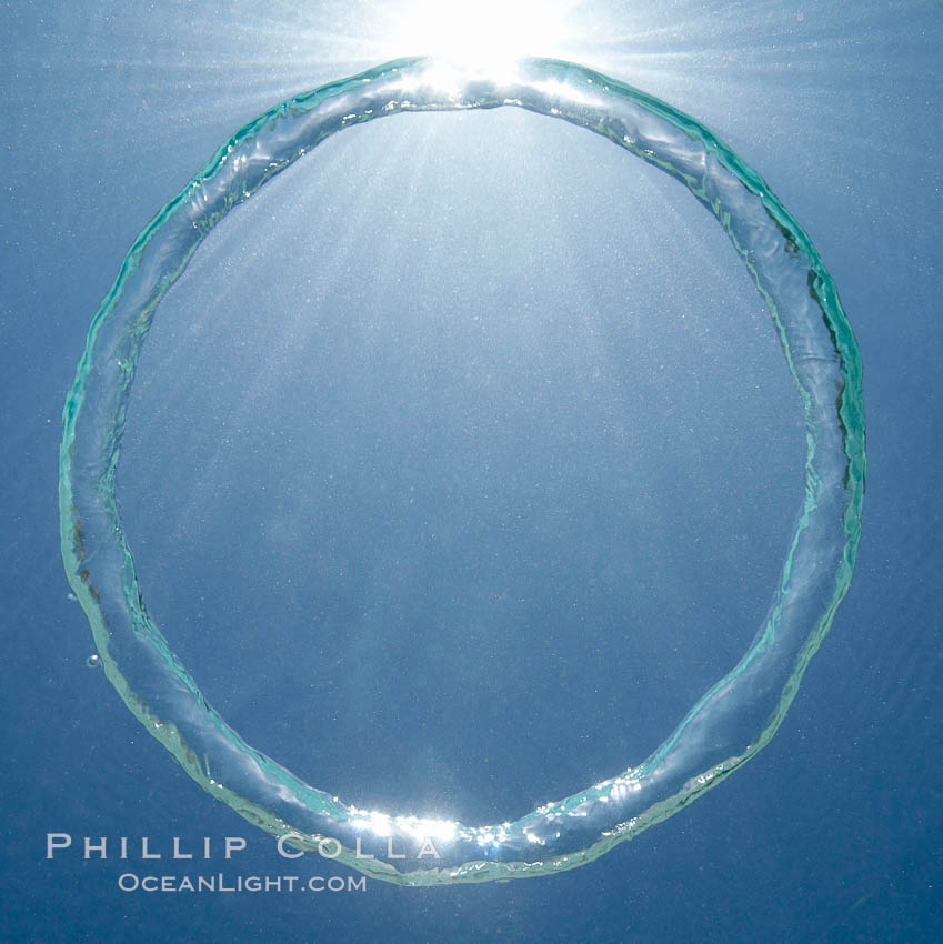 Photo of A bubble ring. A toroidal bubble ring rises through the water