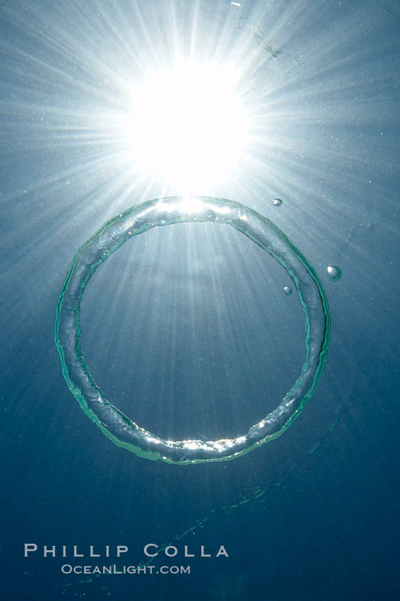 A bubble ring. A toroidal bubble ring rises through the water on its way to the surface