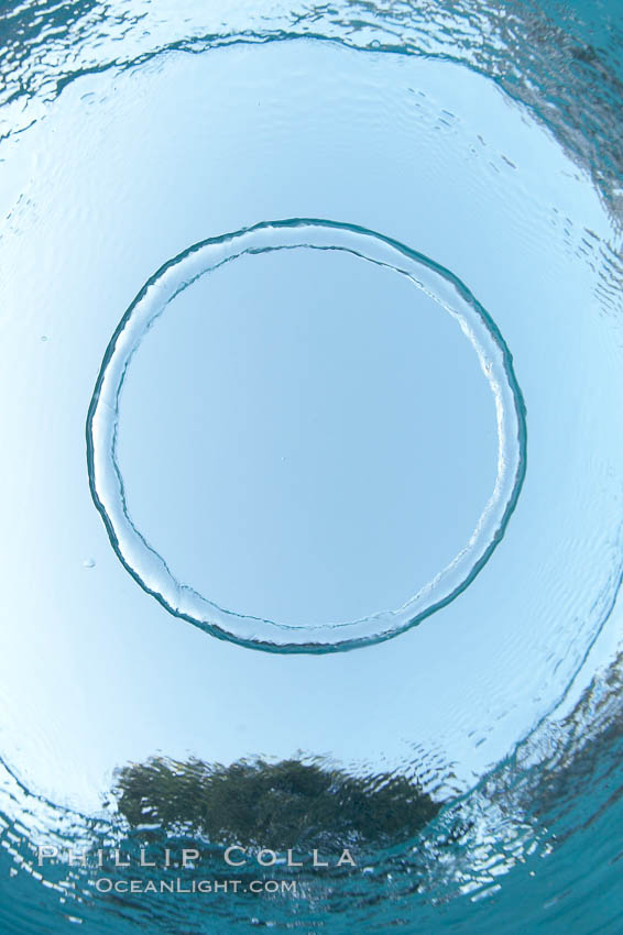 A bubble ring. A toroidal bubble ring rises through the water on its way to the surface