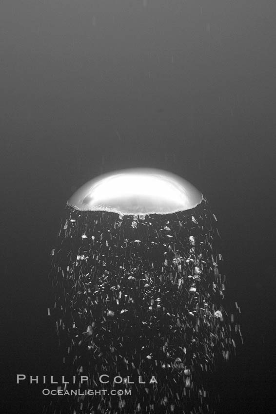 Bubbles rise from the depths of the ocean.  Black and white / grainy