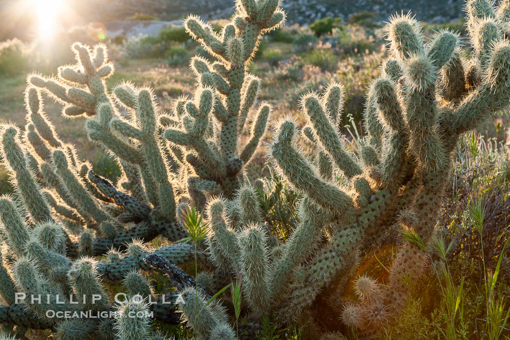 Buckhorn cholla cactus, sunset, near Borrego Valley. Anza-Borrego Desert State Park, Borrego Springs, California, USA, Opuntia acanthocarpa, natural history stock photograph, photo id 10974