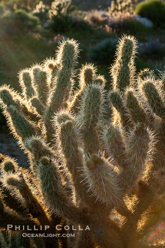 Buckhorn cholla cactus, sunset, near Borrego Valley. Anza-Borrego Desert State Park, Borrego Springs, California, USA, Opuntia acanthocarpa, natural history stock photograph, photo id 10972