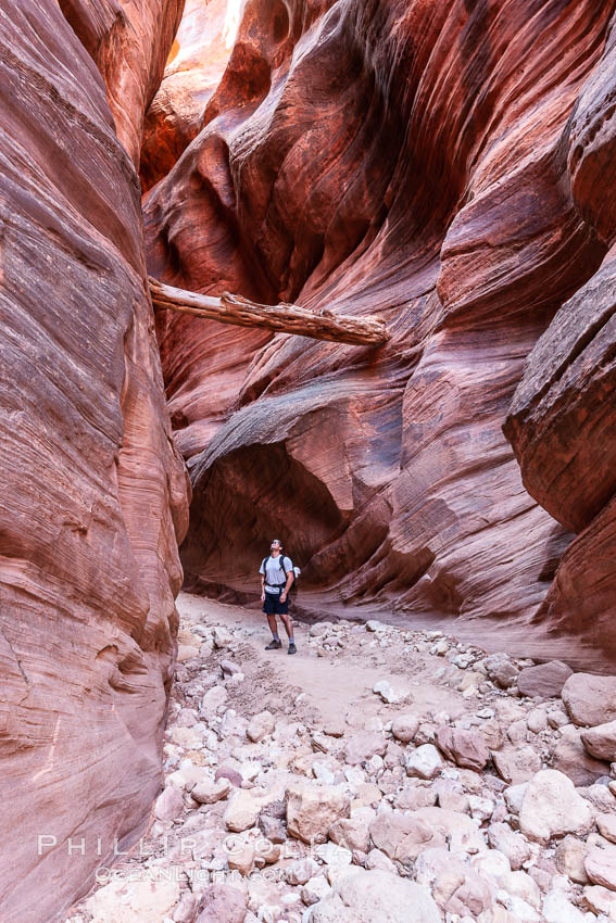 Suspended log in Buckskin Gulch.  A hiker considers a heavy log stuck between the narrow walls of Buckskin Gulch, placed there by a flash flood some time in the past.  Buckskin Gulch is the world's longest accessible slot canyon, forged by centuries of erosion through sandstone.  Flash flooding is a serious danger in the narrows where there is no escape. Paria Canyon-Vermilion Cliffs Wilderness, Arizona, USA, natural history stock photograph, photo id 20730