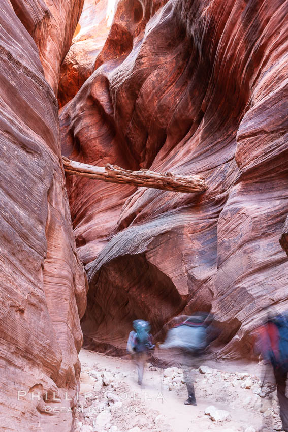 Suspended log in Buckskin Gulch. Hikers pass beneath a heavy log suspended between the walls of Buckskin Gulch, placed there by a flash flood some time in the past. Buckskin Gulch is the world's longest accessible slot canyon, forged by centuries of erosion through sandstone. Flash flooding is a serious danger in the narrows where there is no escape, Paria Canyon-Vermilion Cliffs Wilderness, Arizona