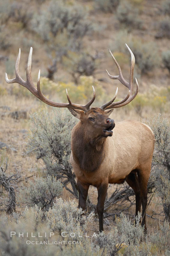 Male elk bugling during the fall rut. Large male elk are known as bulls. Male elk have large antlers which are shed each year. Male elk engage in competitive mating behaviors during the rut, including posturing, antler wrestling and bugling, a loud series of screams which is intended to establish dominance over other males and attract females. Mammoth Hot Springs, Yellowstone National Park, Wyoming, USA, Cervus canadensis, natural history stock photograph, photo id 19698