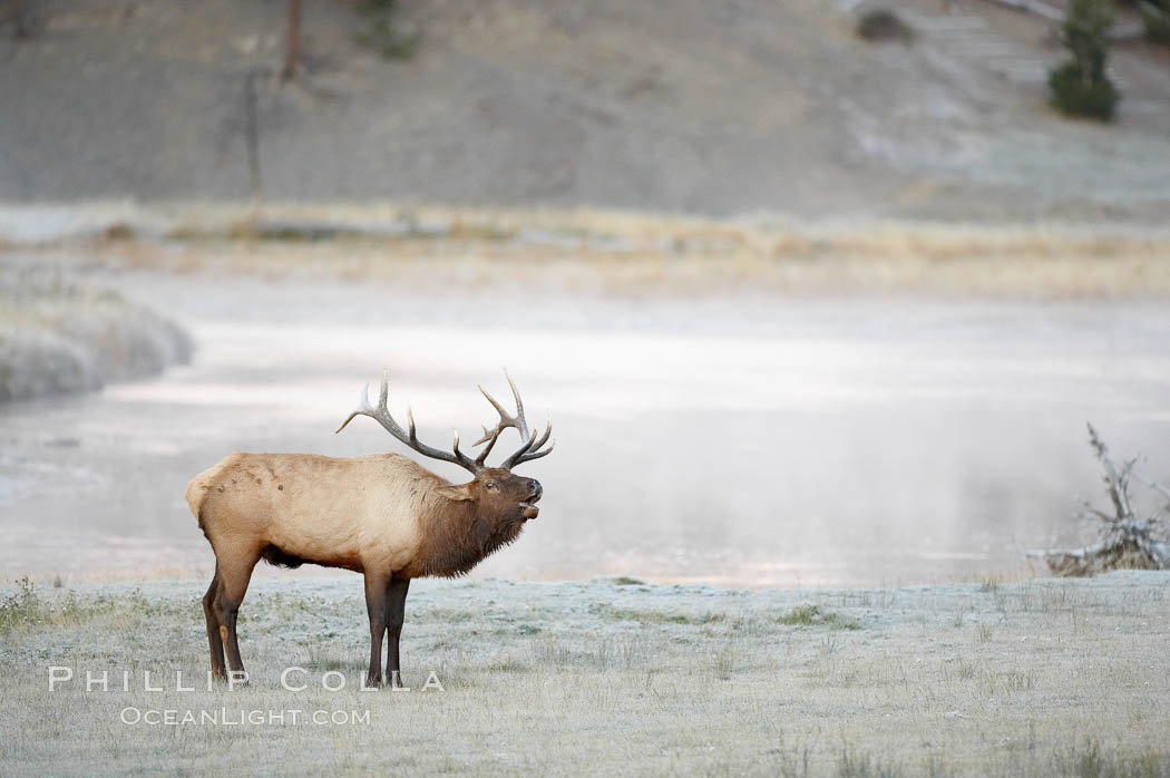 Male elk bugling during the fall rut. Large male elk are known as bulls. Male elk have large antlers which are shed each year. Male elk engage in competitive mating behaviors during the rut, including posturing, antler wrestling and bugling, a loud series of screams which is intended to establish dominance over other males and attract females. Madison River, Yellowstone National Park, Wyoming, USA, Cervus canadensis, natural history stock photograph, photo id 19700