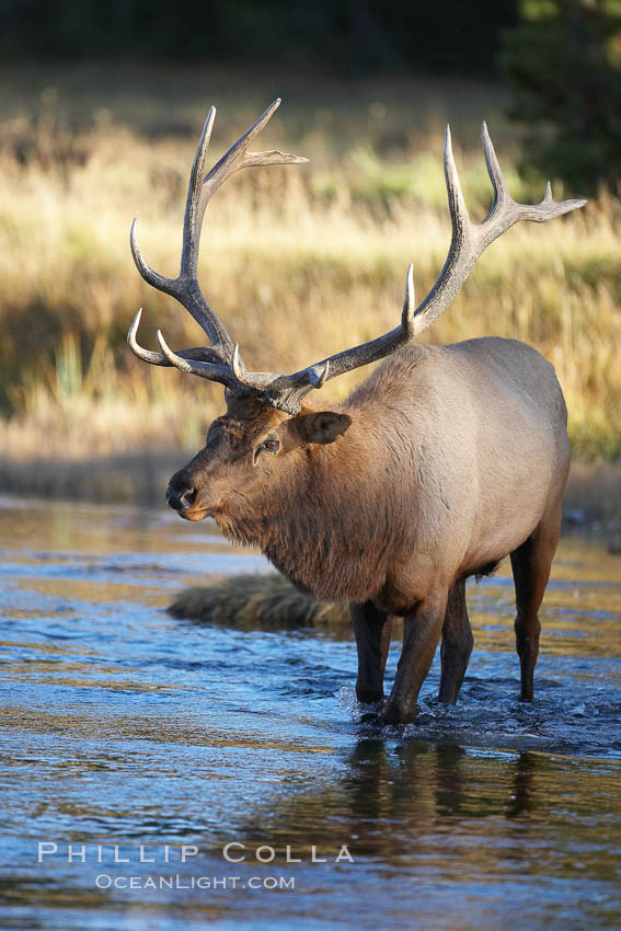 Male elk bugling during the fall rut. Large male elk are known as bulls. Male elk have large antlers which are shed each year. Male elk engage in competitive mating behaviors during the rut, including posturing, antler wrestling and bugling, a loud series of screams which is intended to establish dominance over other males and attract females. Madison River, Yellowstone National Park, Wyoming, USA, Cervus canadensis, natural history stock photograph, photo id 19716