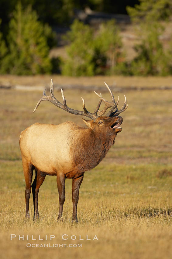 Male elk bugling during the fall rut. Large male elk are known as bulls. Male elk have large antlers which are shed each year. Male elk engage in competitive mating behaviors during the rut, including posturing, antler wrestling and bugling, a loud series of screams which is intended to establish dominance over other males and attract females. Yellowstone National Park, Wyoming, USA, Cervus canadensis, natural history stock photograph, photo id 19695