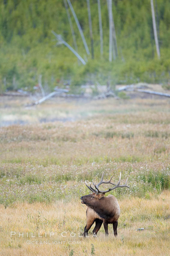 Male elk bugling during the fall rut. Large male elk are known as bulls. Male elk have large antlers which are shed each year. Male elk engage in competitive mating behaviors during the rut, including posturing, antler wrestling and bugling, a loud series of screams which is intended to establish dominance over other males and attract females. Yellowstone National Park, Wyoming, USA, Cervus canadensis, natural history stock photograph, photo id 19699