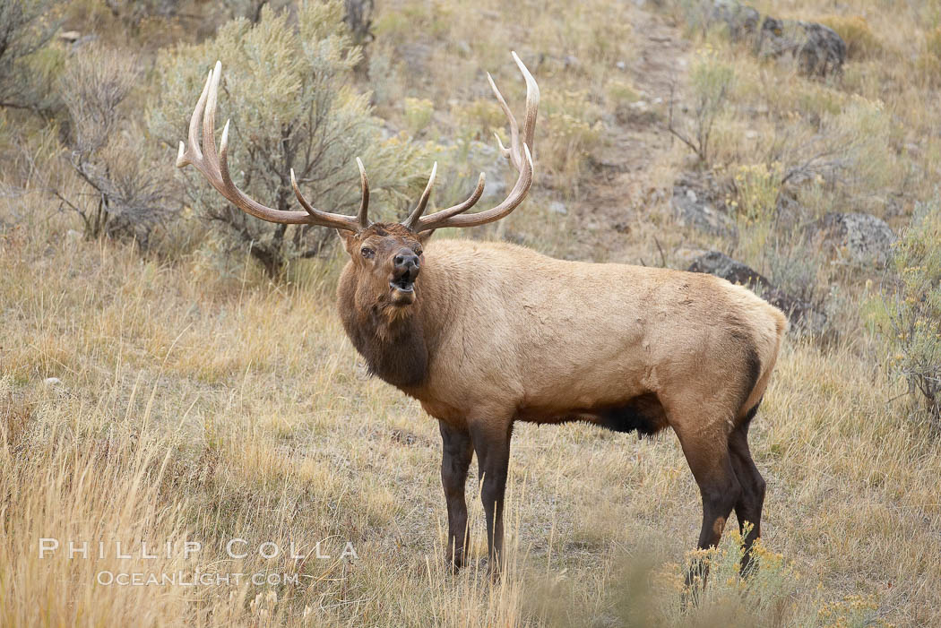 Male elk bugling during the fall rut. Large male elk are known as bulls. Male elk have large antlers which are shed each year. Male elk engage in competitive mating behaviors during the rut, including posturing, antler wrestling and bugling, a loud series of screams which is intended to establish dominance over other males and attract females. Mammoth Hot Springs, Yellowstone National Park, Wyoming, USA, Cervus canadensis, natural history stock photograph, photo id 19715