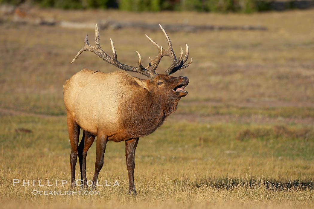 Male elk bugling during the fall rut. Large male elk are known as bulls. Male elk have large antlers which are shed each year. Male elk engage in competitive mating behaviors during the rut, including posturing, antler wrestling and bugling, a loud series of screams which is intended to establish dominance over other males and attract females. Yellowstone National Park, Wyoming, USA, Cervus canadensis, natural history stock photograph, photo id 19719