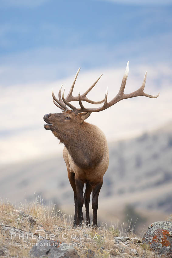 Male elk bugling during the fall rut. Large male elk are known as bulls. Male elk have large antlers which are shed each year. Male elk engage in competitive mating behaviors during the rut, including posturing, antler wrestling and bugling, a loud series of screams which is intended to establish dominance over other males and attract females, Cervus canadensis, Mammoth Hot Springs, Yellowstone National Park, Wyoming